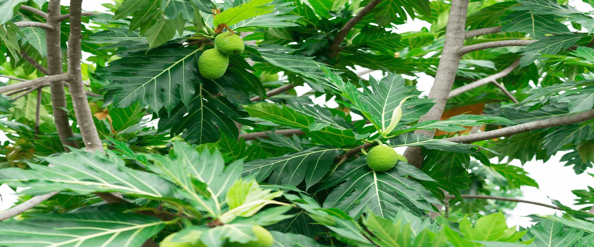 breadfruit plantation